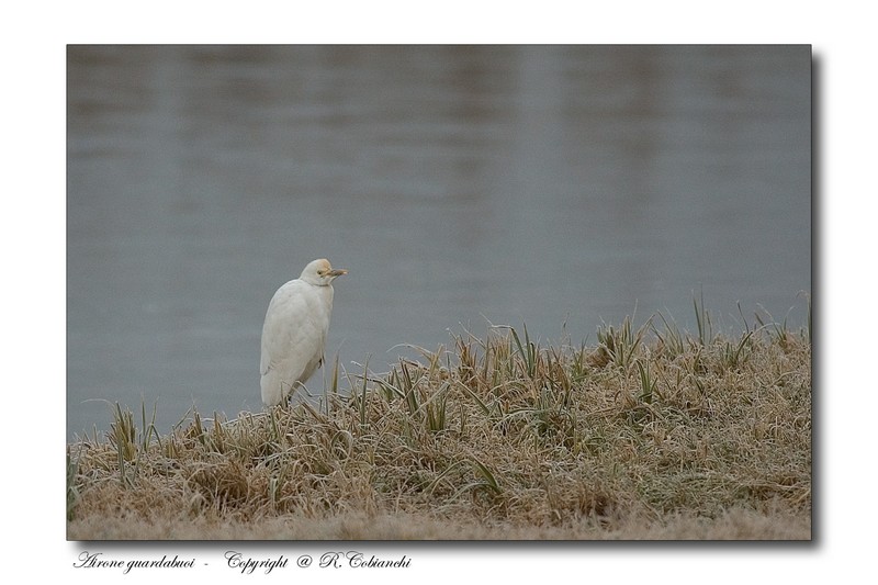 Airone guardabuoi - Bubulcus ibis